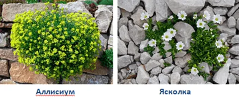 Алиссум и ясколка 