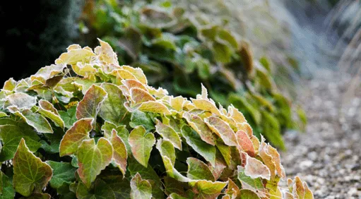 уход за выращивания почвопокровными растениями