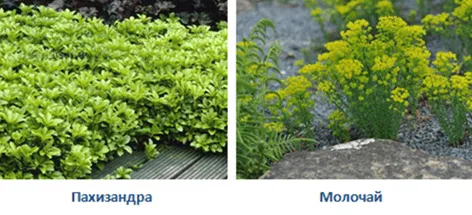 Молочай садовый и Пахизандра