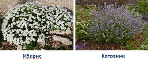 Иберис и Котовник (кошачья мята)