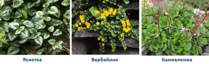 Яснотка, Вербейник монетный и камнеломка теневая