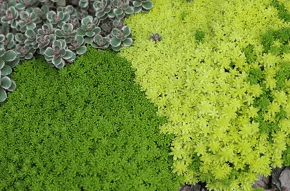 почвопокровные растения