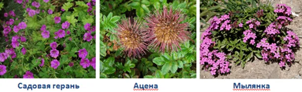 ацена, мыльнянка, Журавельник или садовая герань