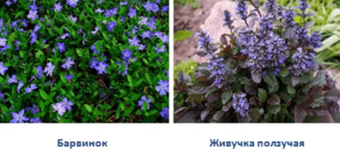 Барвинок и Живучка ползучая
