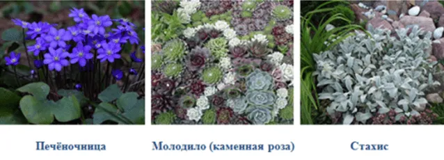 Печеночница, Молодило (Каменная роза) и Стахис 