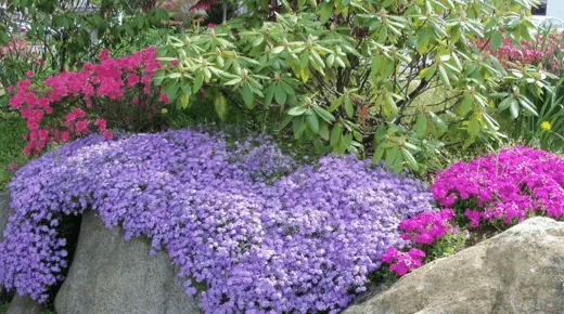 почвопокровные растения в саду