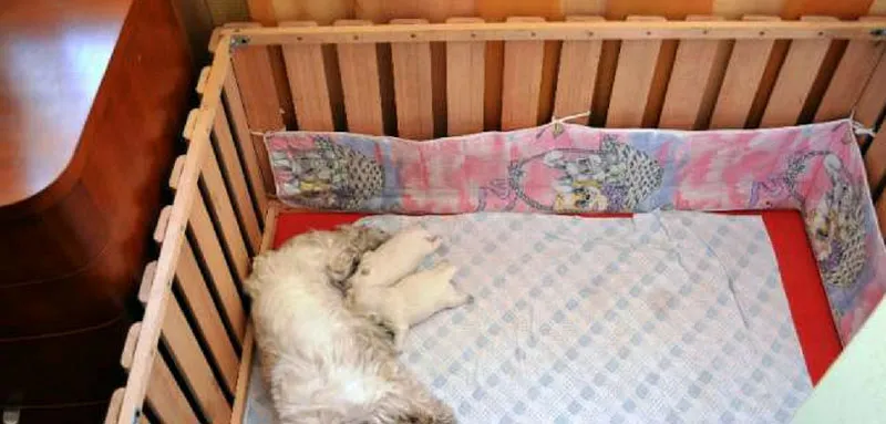 Вольер для взрослой небольшой собаки и двух щенков