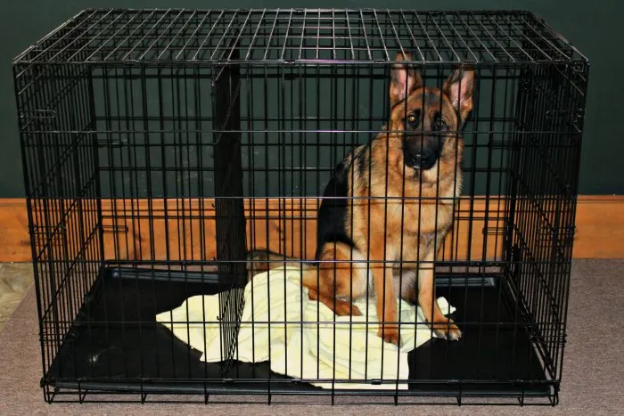 Вольер своими руками для овчарки