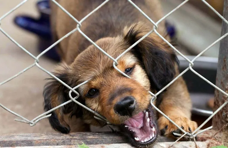 Сетка-рабица – не лучший вариант для стенок вольера, особенно такого, где будет жить некрупная собака