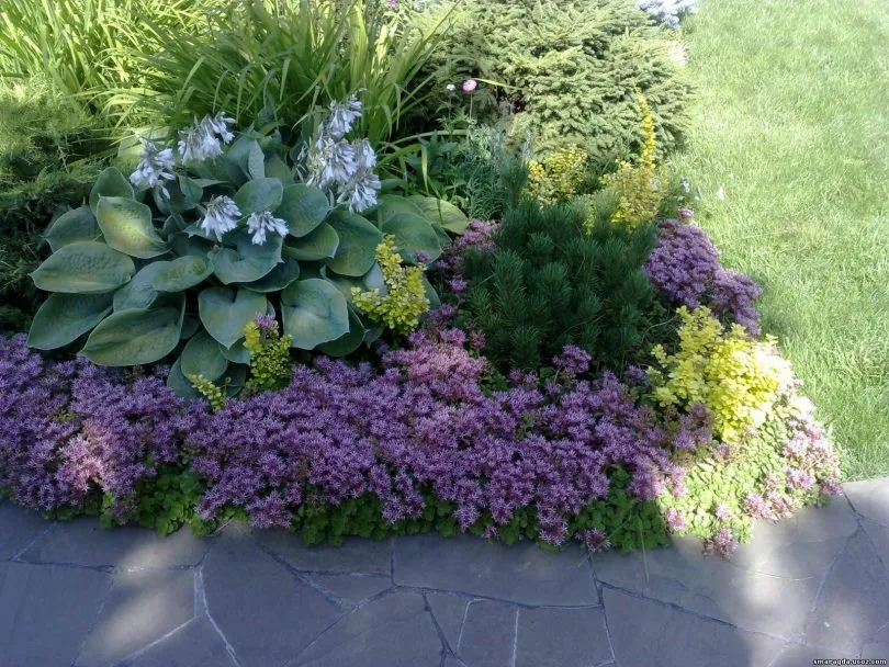 цветы с большими листьями