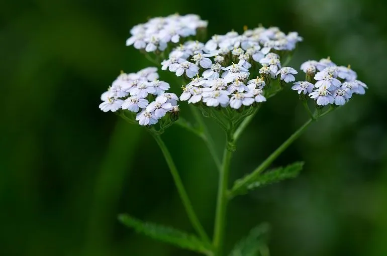 Тысячелистник