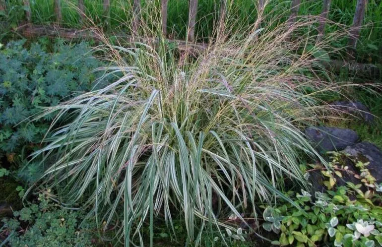 Молиния голубая