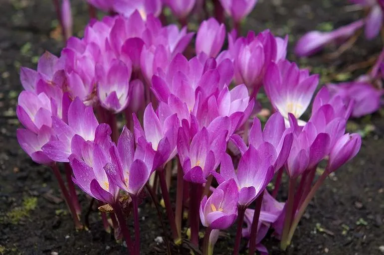 Безвременник