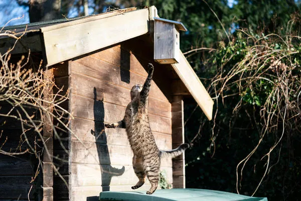 Размещать скворечник нужно так, чтобы кошки не смогли до него добраться