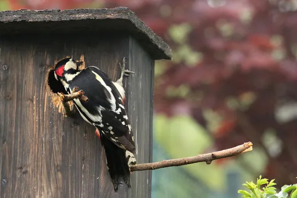 Скворечники могут разорять дятлы