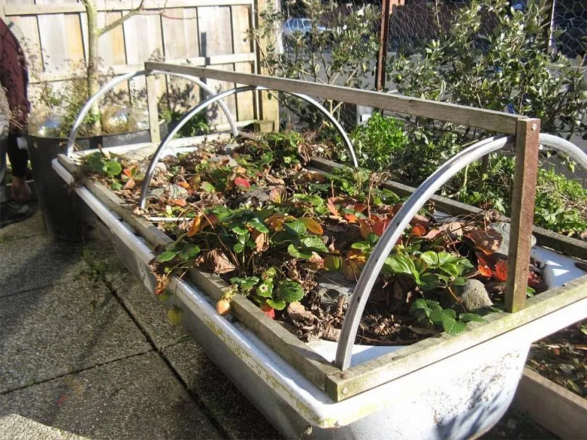 клумба из старой ванны